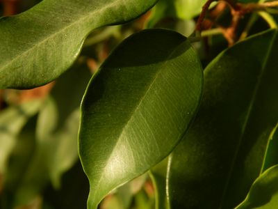 Close up of a green plant on a white desk