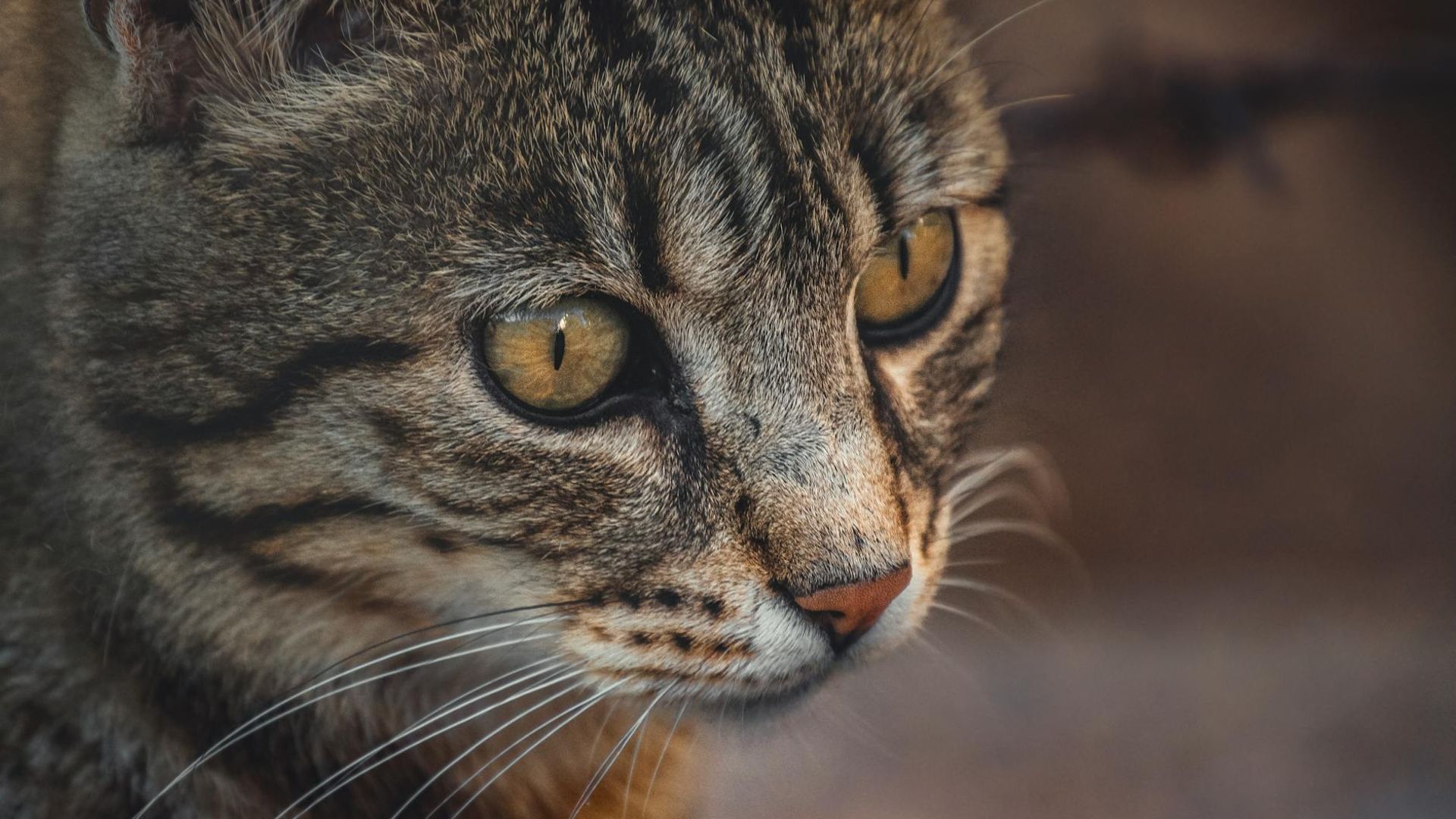 Person looking into the distance with sharp focused eyes
